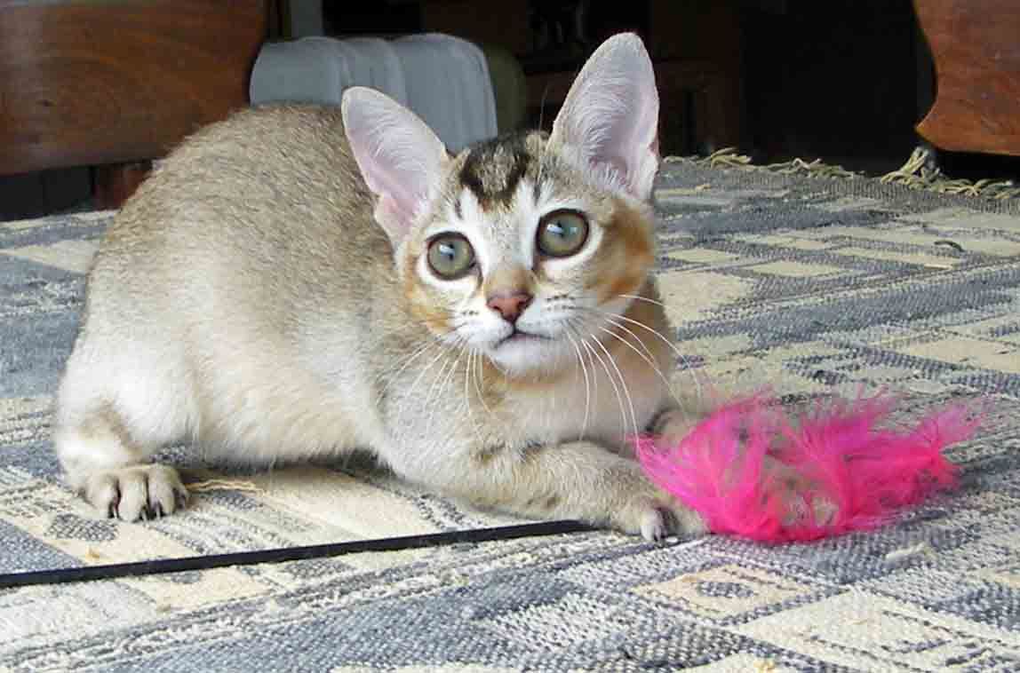 Pretty Female Golden Burmilla Cat Sitting