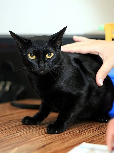 Short Hair Black Burmilla Cat Sitting