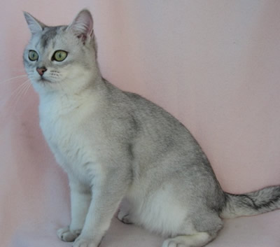 Short Hair Grey Burmilla Cat Sitting