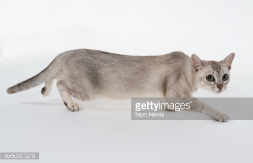 Silver Burmilla Cat Walking