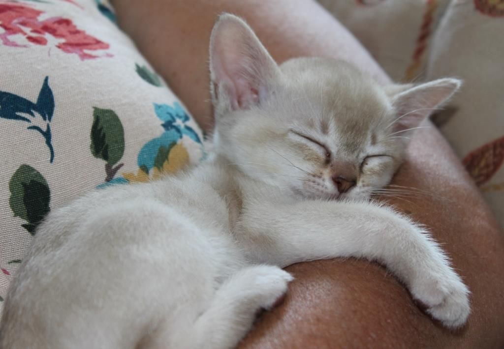 Sleeping Burmilla Kitten