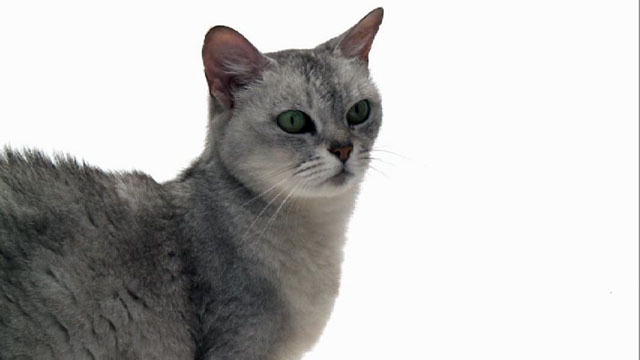 Smoke Grey Burmilla Cat Picture