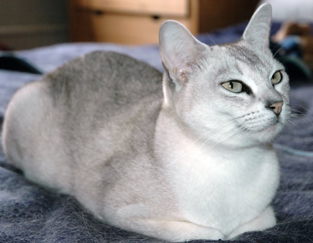 Smoke Grey Burmilla Cat Sitting