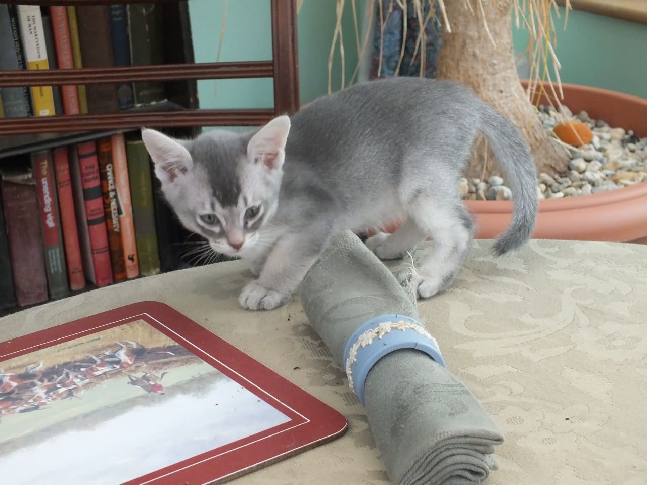 Smoke Grey Burmilla Kitten Picture