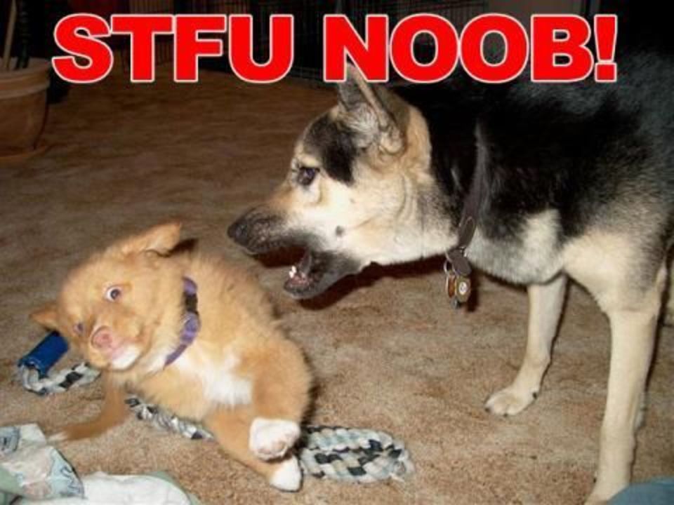 Stuff Noob Dog Funny Picture