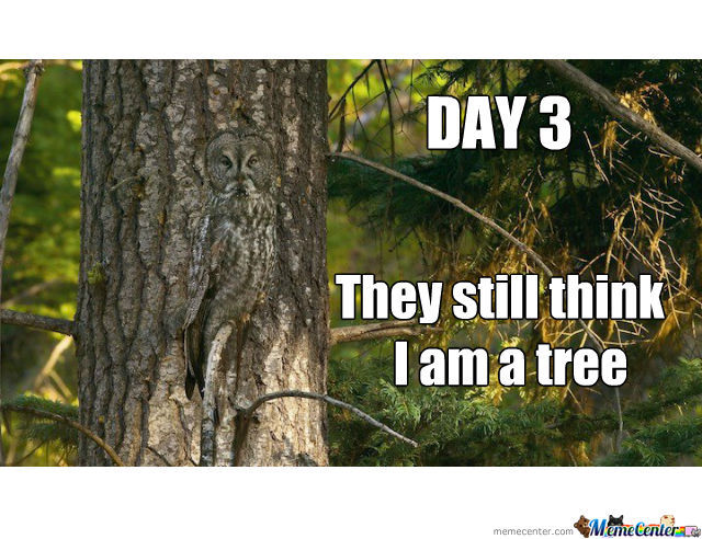 They Still Think I Am A Tree Funny Camouflage Owl Picture