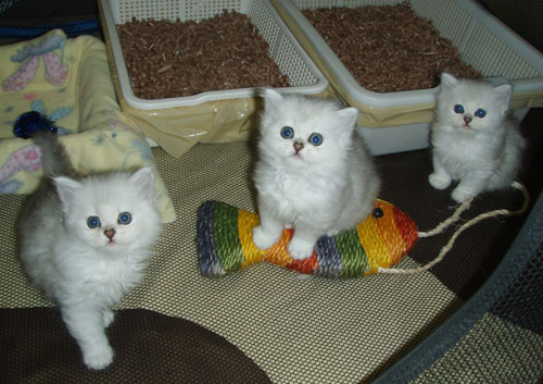 Three Cute White Burmilla Kitten