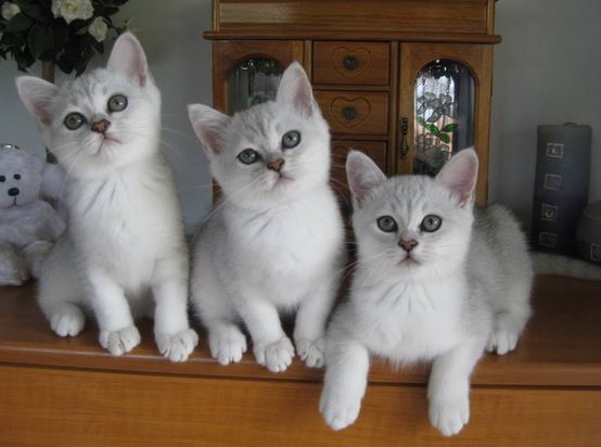 Three Cute White Burmilla Kittens Sitting On Table