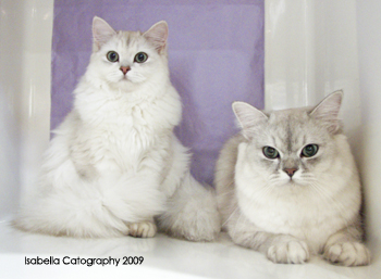 Two Beautiful White Burmilla Cats