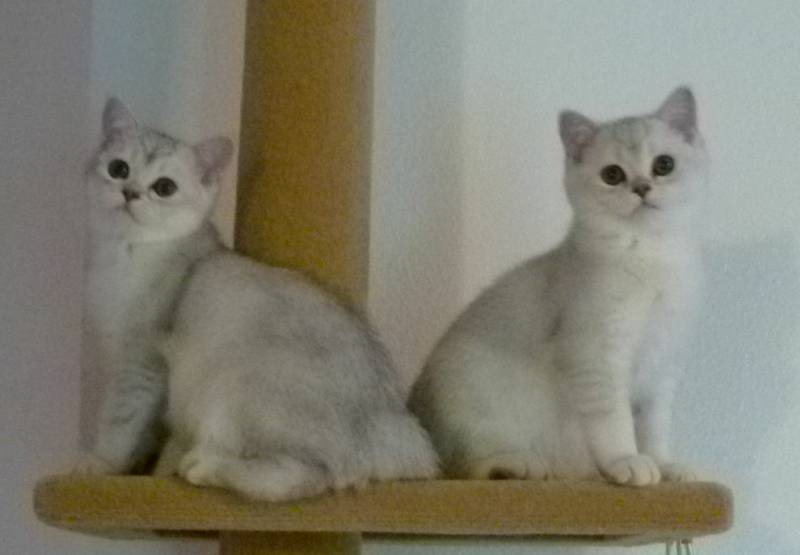 Two Burmilla Kittens Sitting