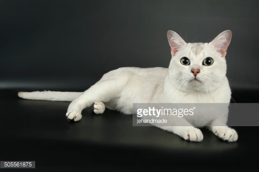 White Burmilla Cat Lying