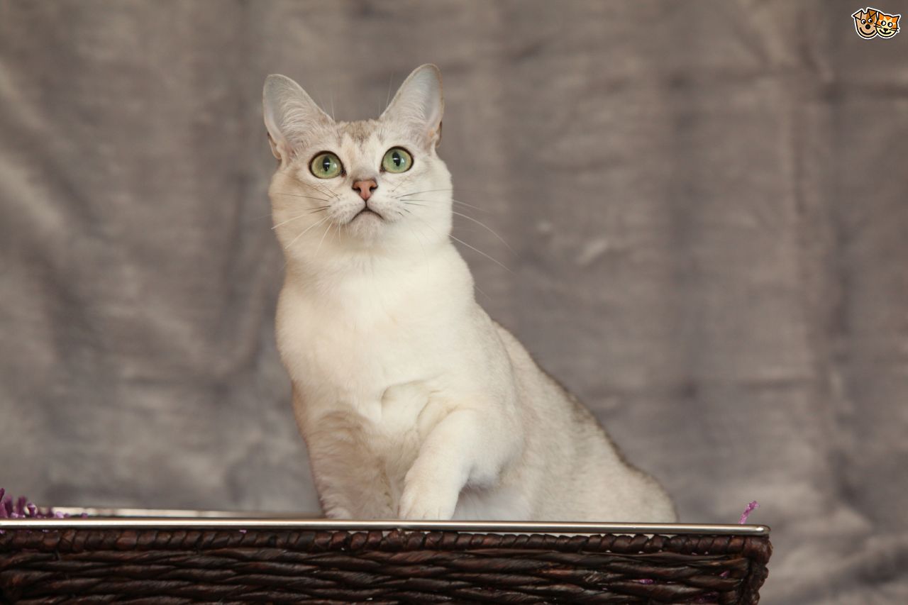 White Burmilla Cat Sitting