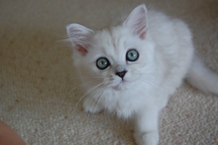 White Burmilla Cat With Blue Eyes