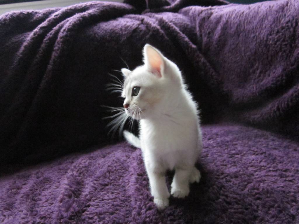 White Burmilla Kitten Walking