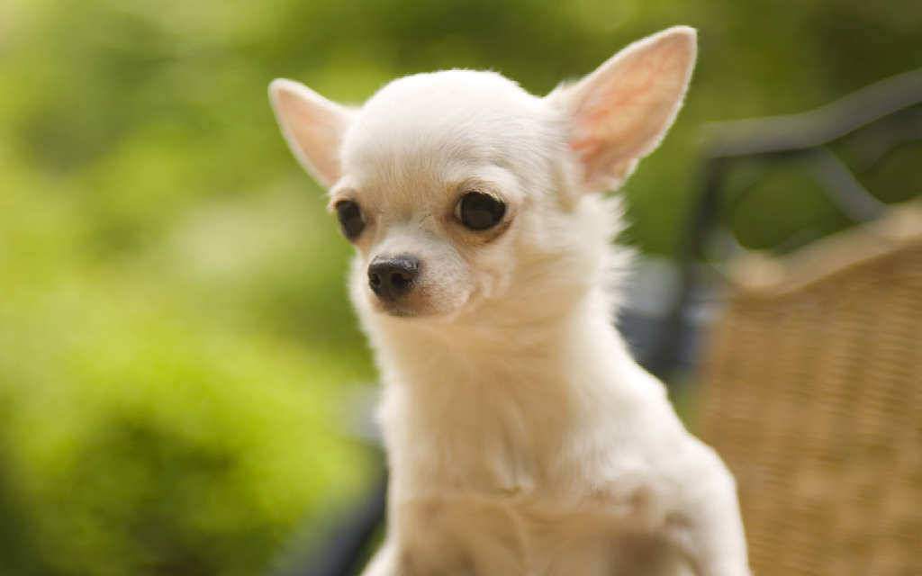 30 Best White Chihuahua Dog Photos And Pictures