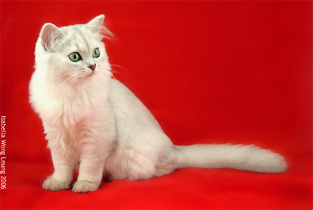 White Long Hair Burmilla Cat Picture