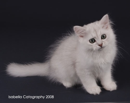 White Long Hair Burmilla Kitten Sitting