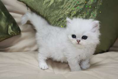 White Long Hair Cute Little Burmilla Kitten