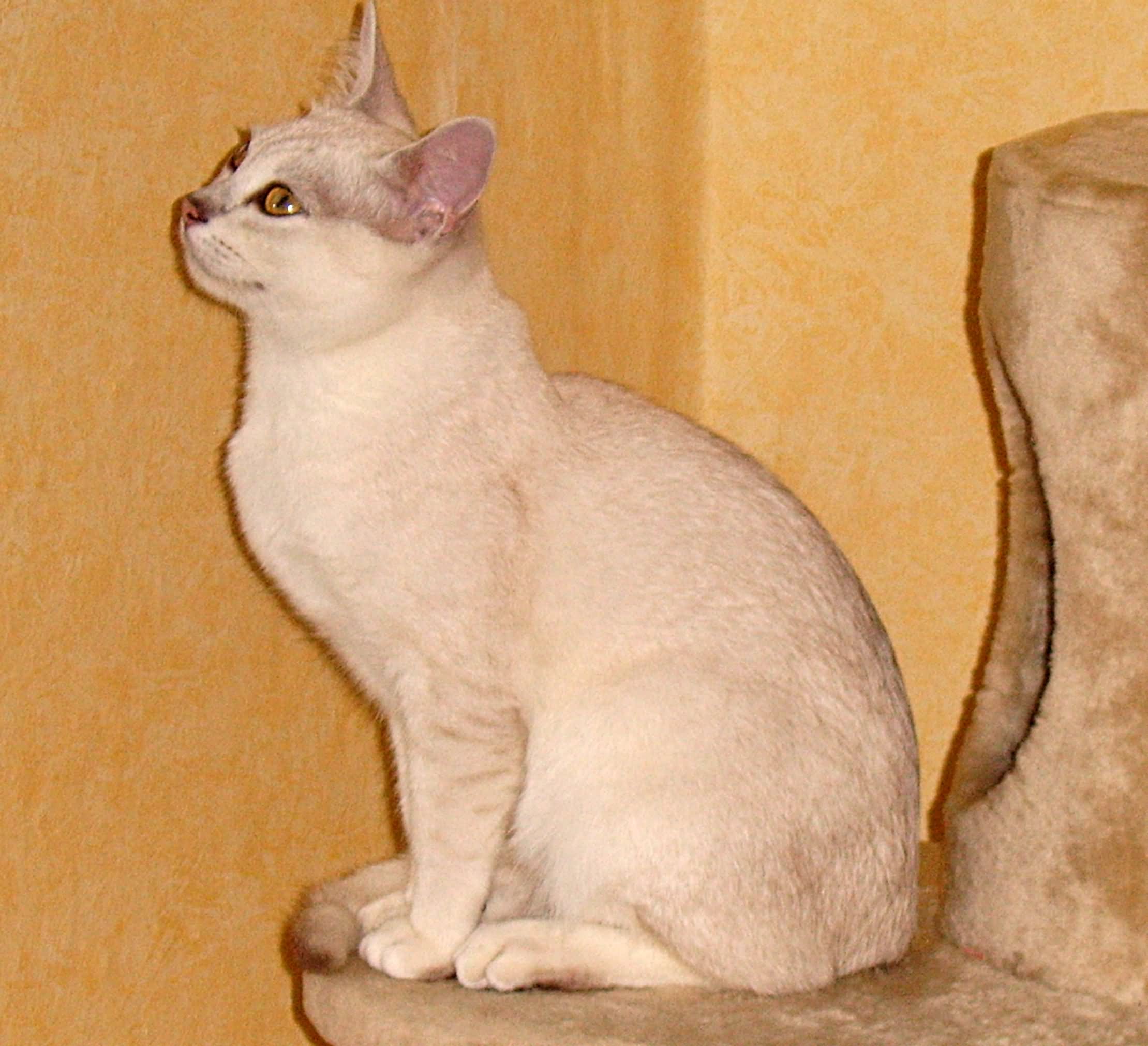 White Short Hair Burmilla Cat Sitting