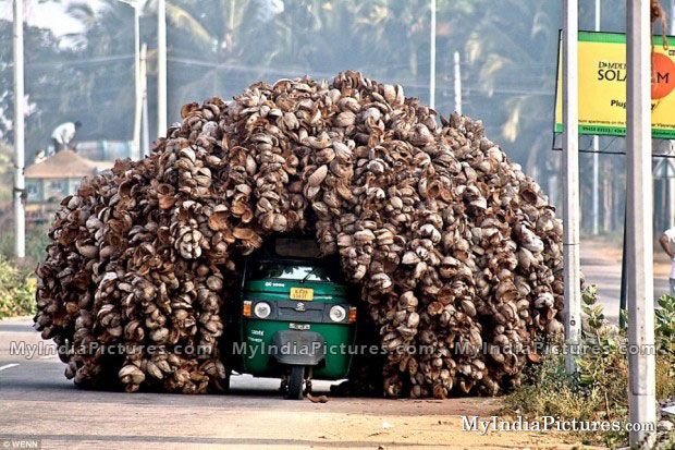 Auto Over Loading With Coconut Funny Transportation Image