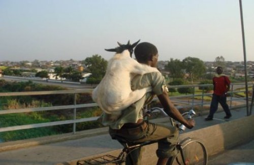 Goat On Man Funny Transportation Picture