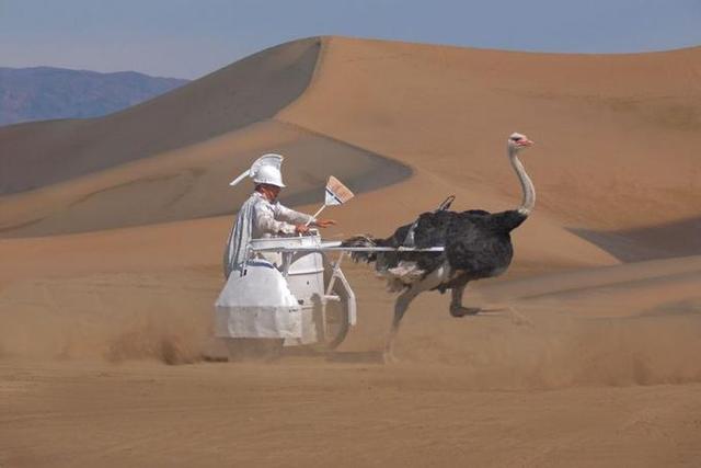 Ostrich Funny Transportation Image