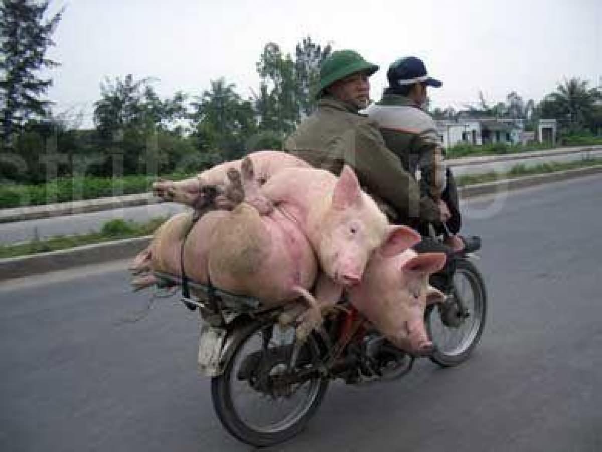 Pigs On Bike Funny Transportation Picture