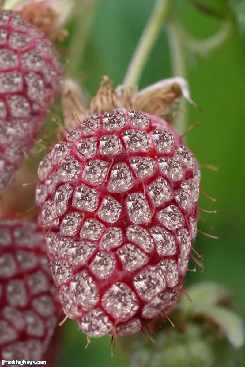 Funny Raspberry Diamond Picture