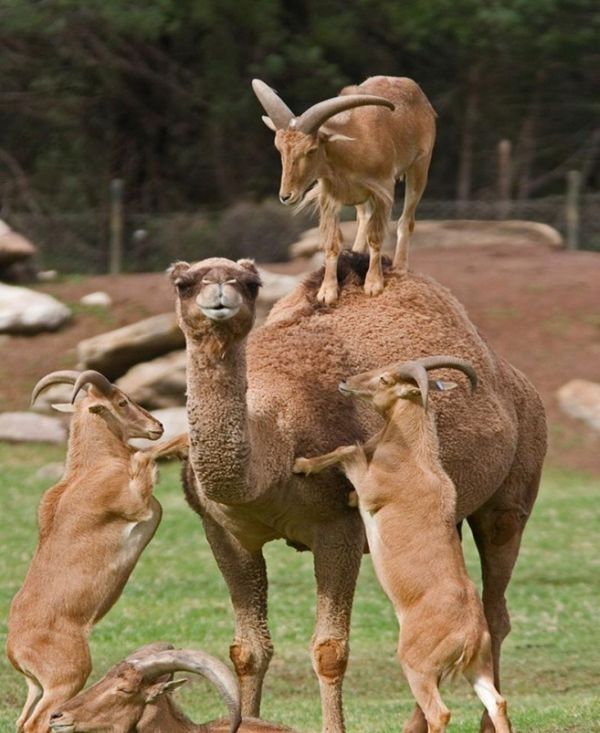 Sheeps Playing With Camel Funny Miscellaneous Picture