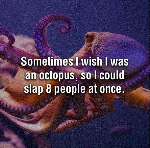 Sometimes I Wish I Was An Octopus Funny Miscellaneous Photo