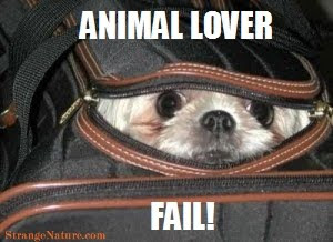 Animal Looking Out Of Bag Funny Fail Picture