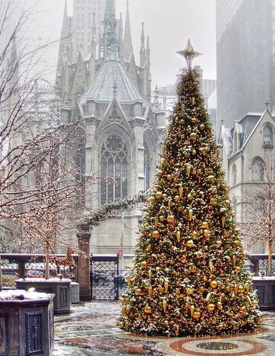 Christmas Tree In Front Of St. Patrick's Cathedral