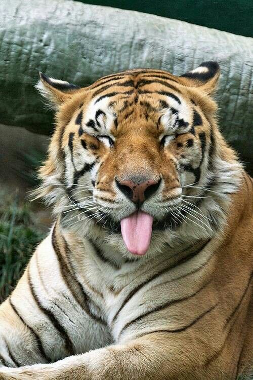 Closed Eyes Tiger Showing Tongue Funny Face Image