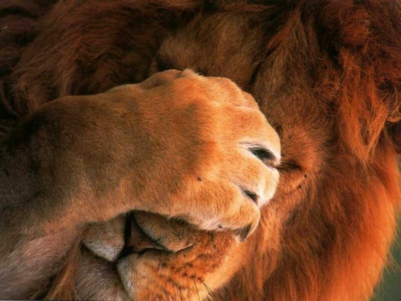 Funny Shy Lion Face Picture For Whatsapp