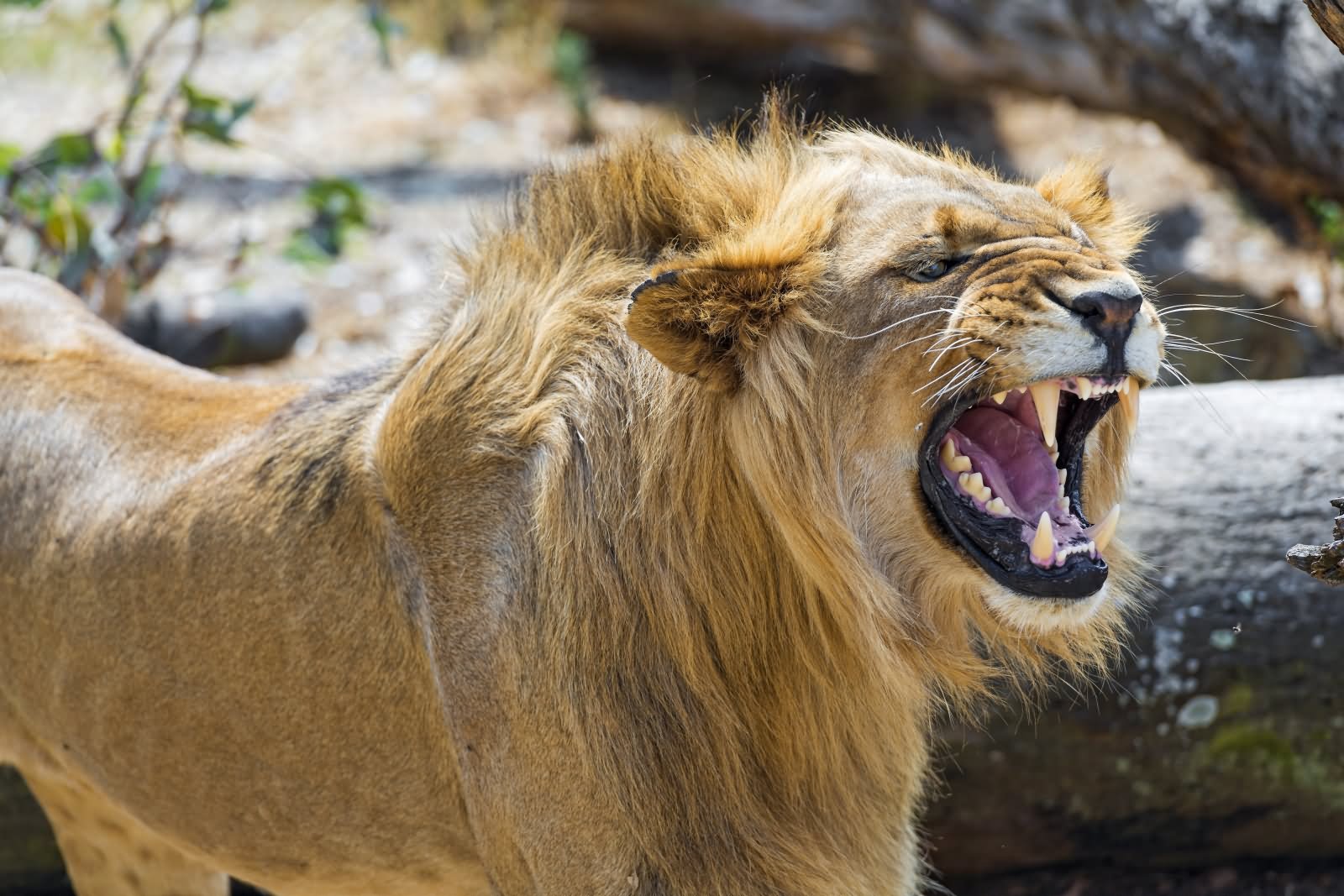 Lion Funny Screaming Face Picture