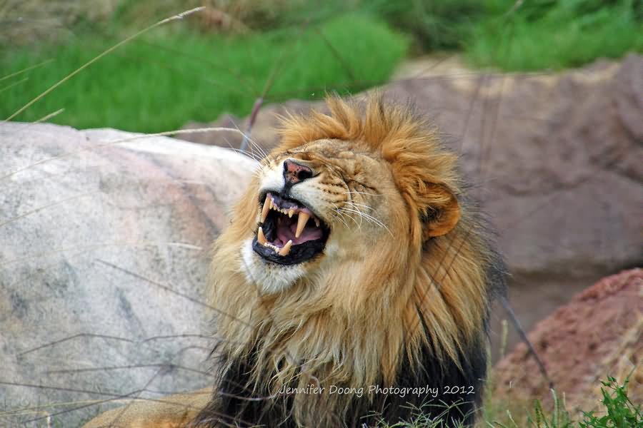 Lion Screaming Face Funny Picture