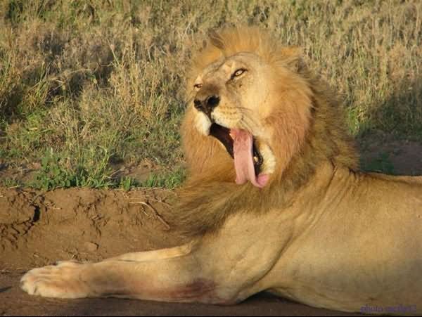 Lion With Open Mouth Face Funny Picture