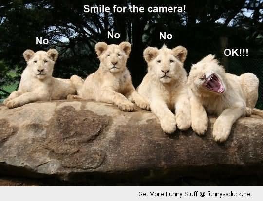 Lions Funny Faces Picture