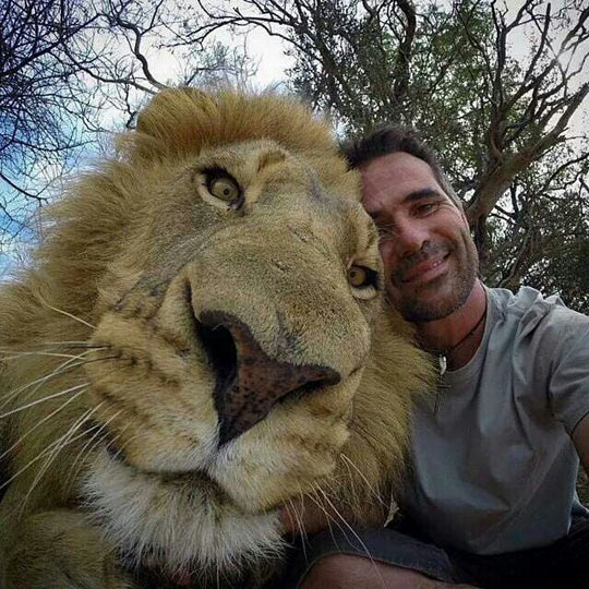 Man With Lion Taking Selfie Funny Face Picture