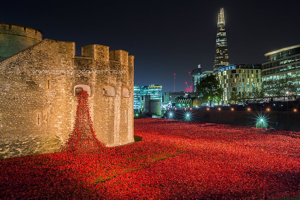 Red Poppies Display At The Tower Of London At Night