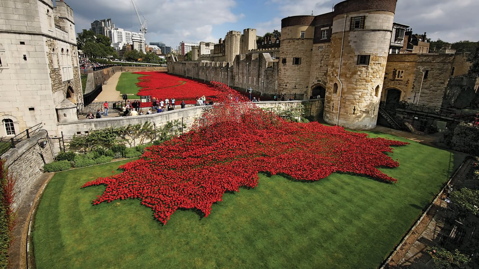 Red Poppies Inside Tower Of London