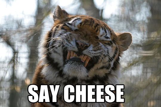 Say Cheese Funny Tiger Face Image