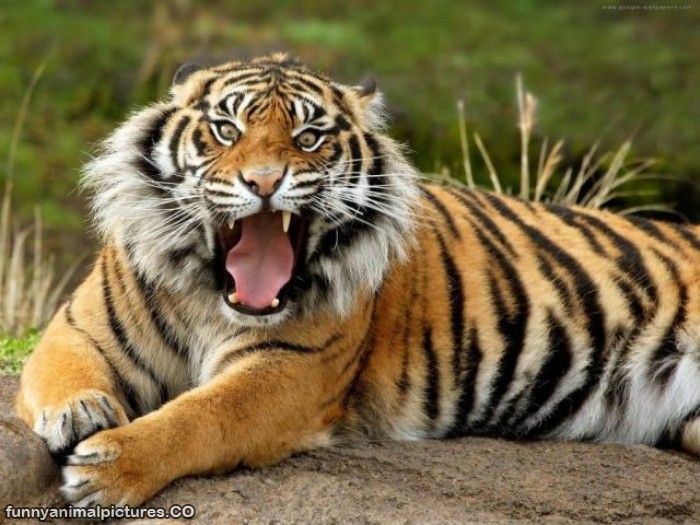 Screaming Face Tiger Funny Photo