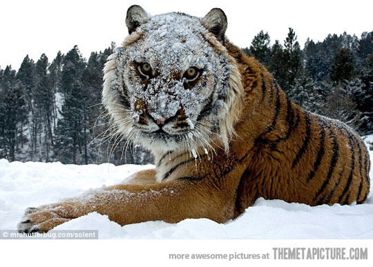 Tiger Snow Angry Face Funny Photo