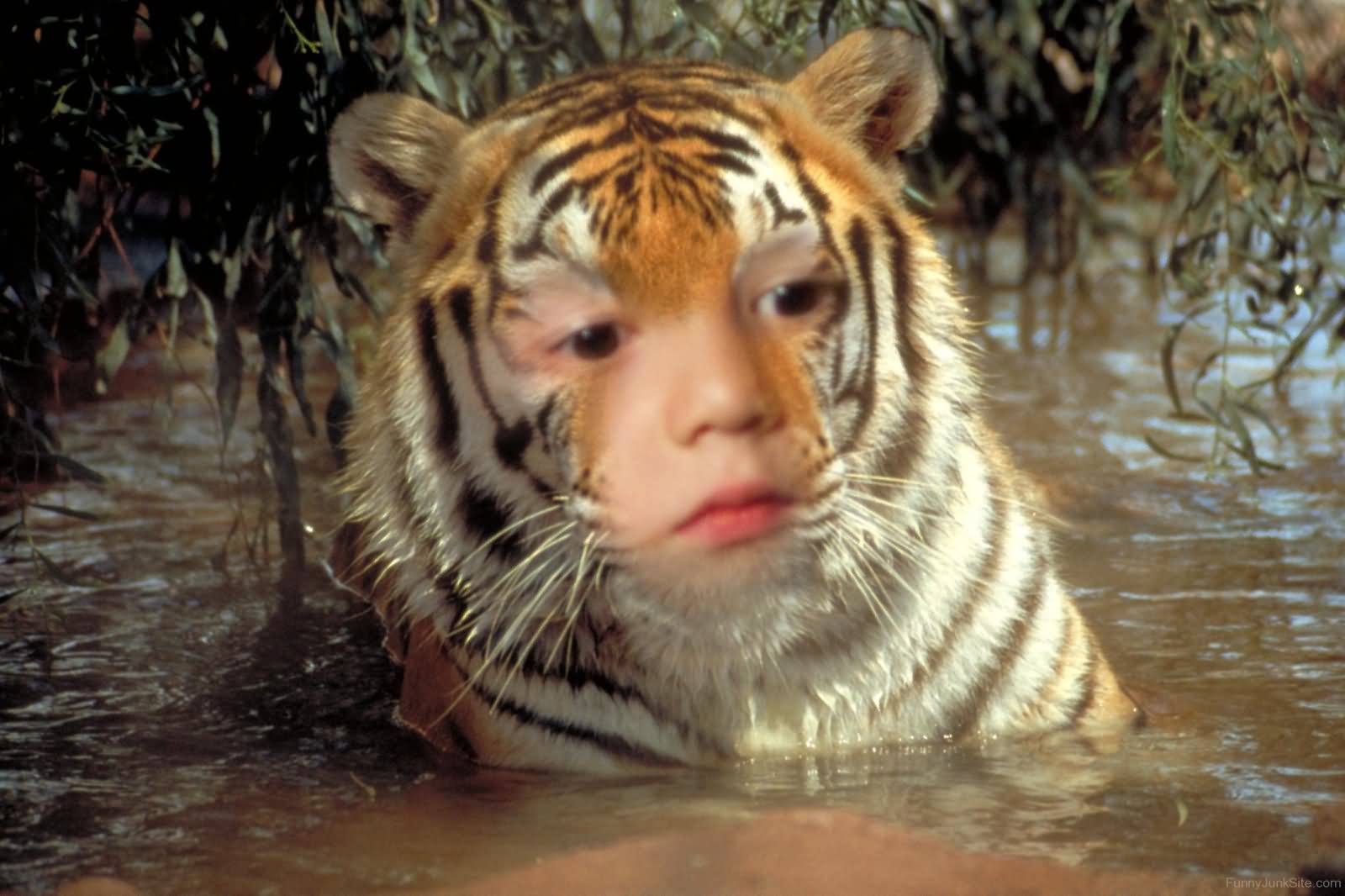 Tiger With Baby Face Funny Photoshop Picture