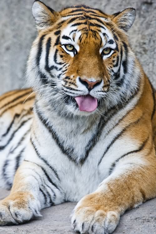 Tiger With Small Tongue Funny Face Picture