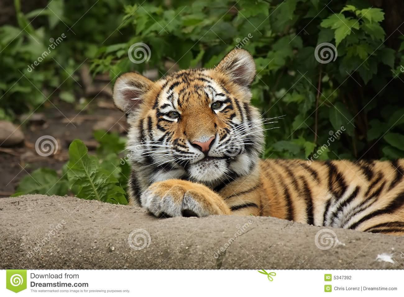 Tiger With Unhappy Face Funny Image