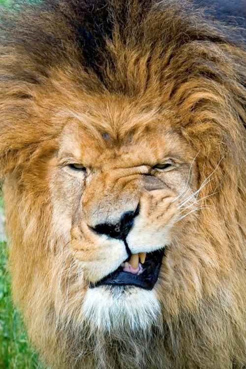 Weird Face Expression Funny Lion Picture