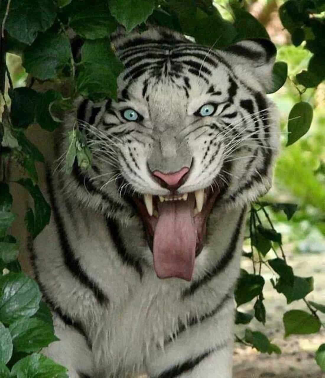 White Tiger Laughing Face Funny Image