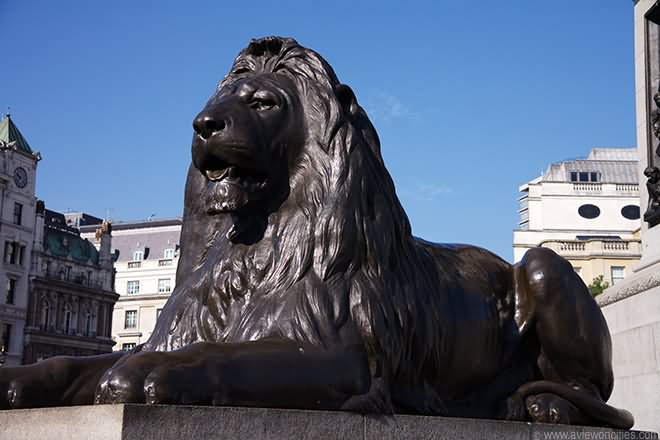 Beautiful Lion Statue At The Trafalgar Square